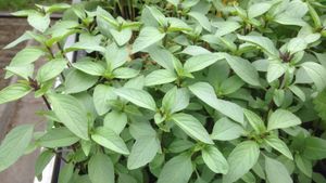 Thaise basilicum