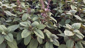 Basilicum magic mountain