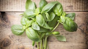 Basilicum