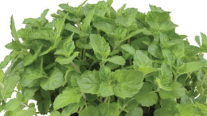 Berries and creammunt