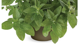 Citroenmunt hillary sweet lemon