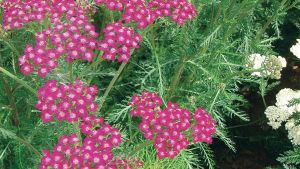 Duizendblad cerise queen