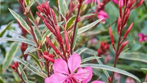 Gambit variegated rose