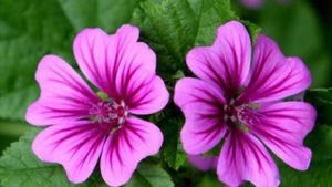 Groot kaasjeskruid webshop