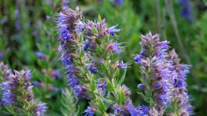 Hyssop