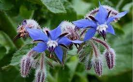 Komkommerkruid paars