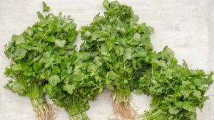 Koriander