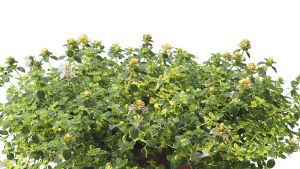 Kruiptijm doone valley