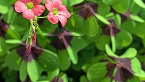 Limoenklaver iron cross