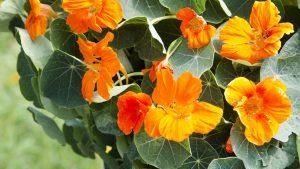 Oost indische kers baby orange