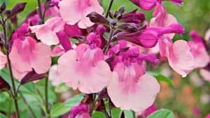 Salvia melba magic peach