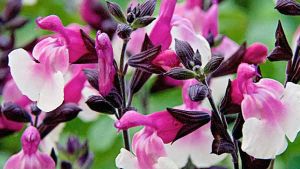 Salvia melba magic raspberry