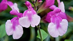 Salvia melba magic strawberry