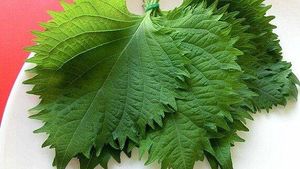 Shiso groen