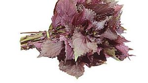 Shiso rood2