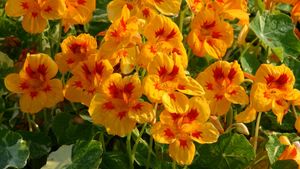 Tropaeolum yellow troika img 5489