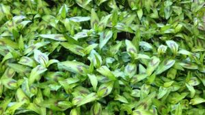 Vietnamese Koriander