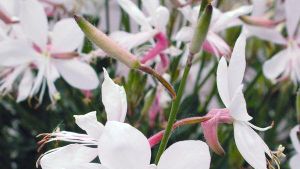 Whirling butterflies