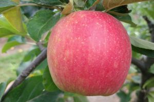 Appels sissired