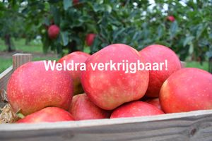 Appels elstar WV