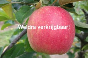 Appels sissired WV