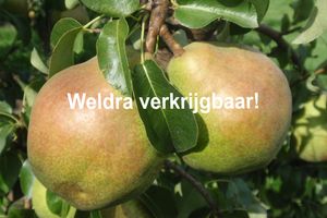 Peren doyenne WV