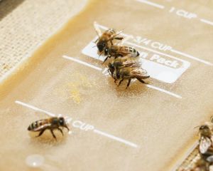 Honey bees 4300657 1280