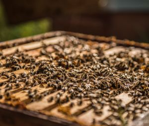 Straffestreek Bijenboer 48 4000px