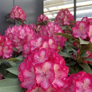 rhodendendron