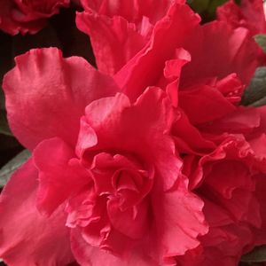 azalea rood