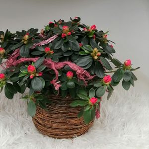 azlea rood mand