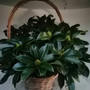 rhododendron in mand