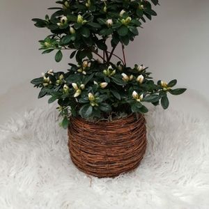 azalea stam in mand