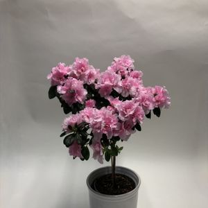azalea stam roze