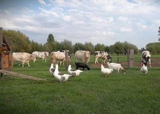 VINDEVOGHEL HOEVE FOTO