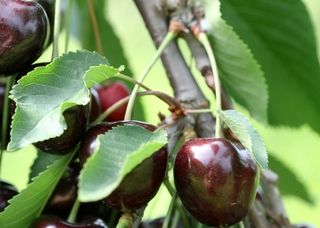 Dreamstime xs 8853246