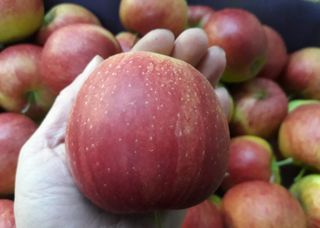 Jonagored websitefoto