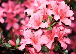 Pexels claudia zuidema 1082162