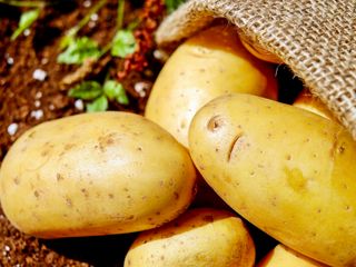 Potatoes vegetables erdfrucht bio 162673