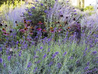 IMG 4564 peeters D min 1