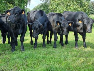 42074110 2a1d 4f5e aca8 6f817626ac01