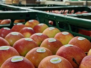 Jonagold stickers lembi sorteren square