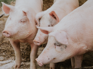 Schermafbeelding 2020 01 10 om 13 43 40