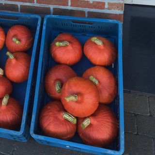 Pompoen
