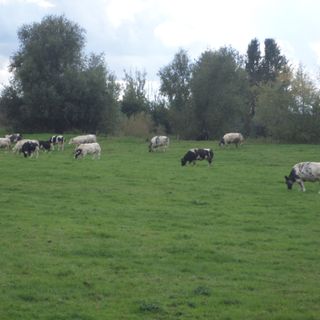 landschap koeien