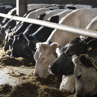 Mpv Vleesvee Mahoney 089