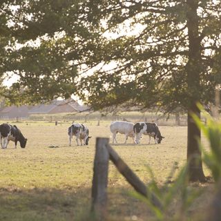 Mpv Vleesvee Mahoney 168