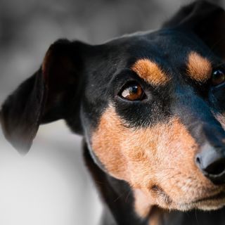 Pikwizard close up portrait of a dog kopie