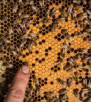 Straffestreek Bijenboer 16 4000px