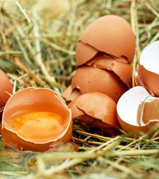 Egg 1510449 1920